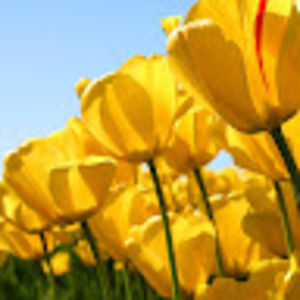 Meet your Posher, Alison